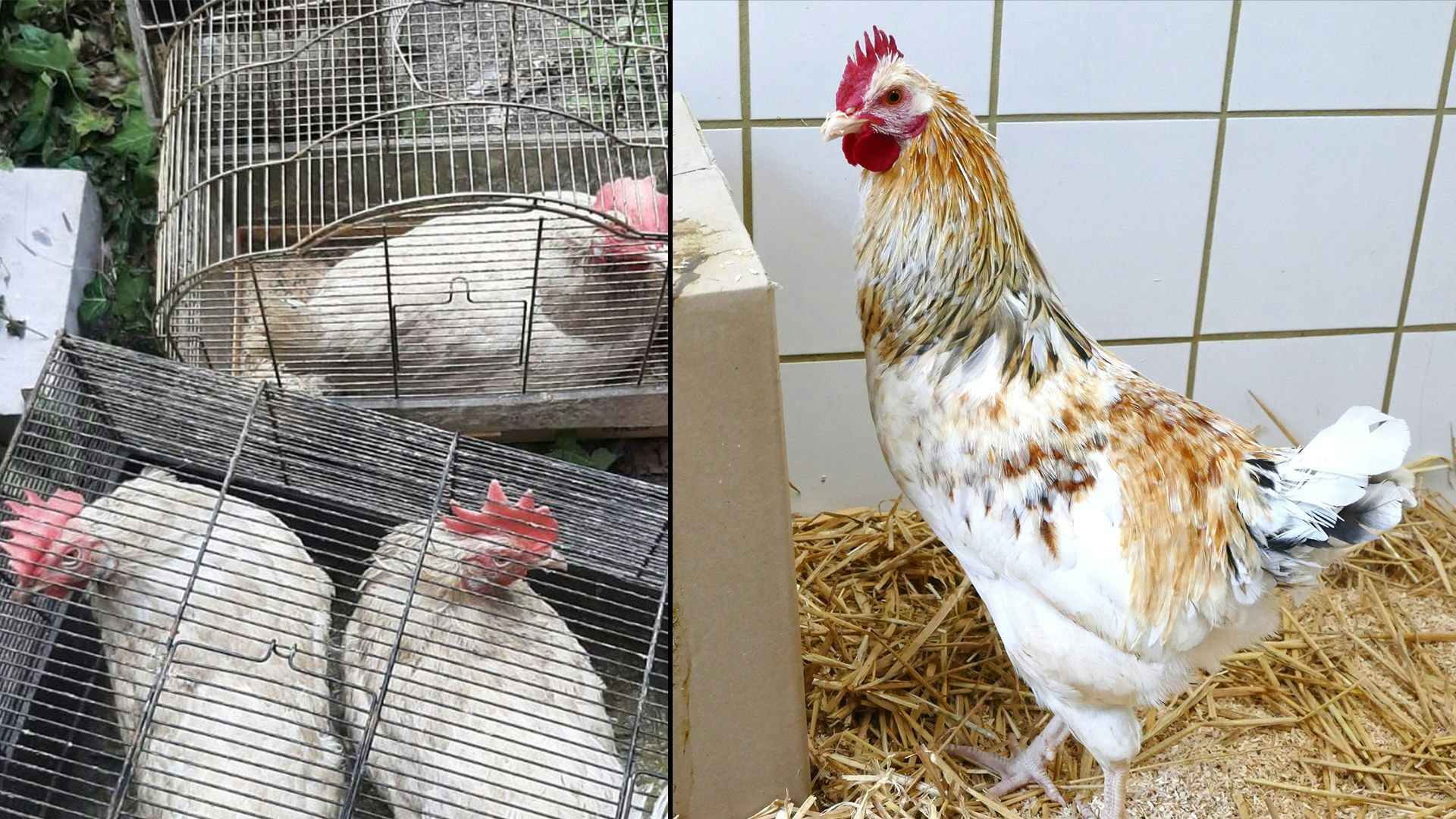 Heute.at - Hahn sollte am Balkon gemästet und geschlachtet werden