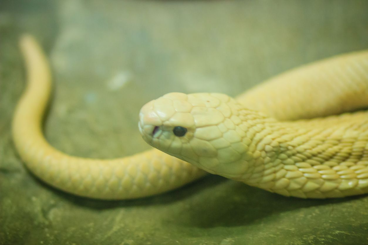 Heute.at - Mann hielt illegal 2 Kobras in Wohnung – 500 € Strafe