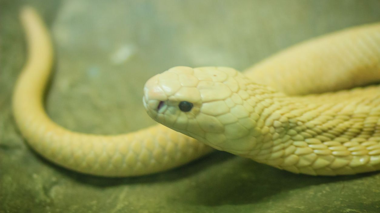 Eine weiße Monokelkobra 
