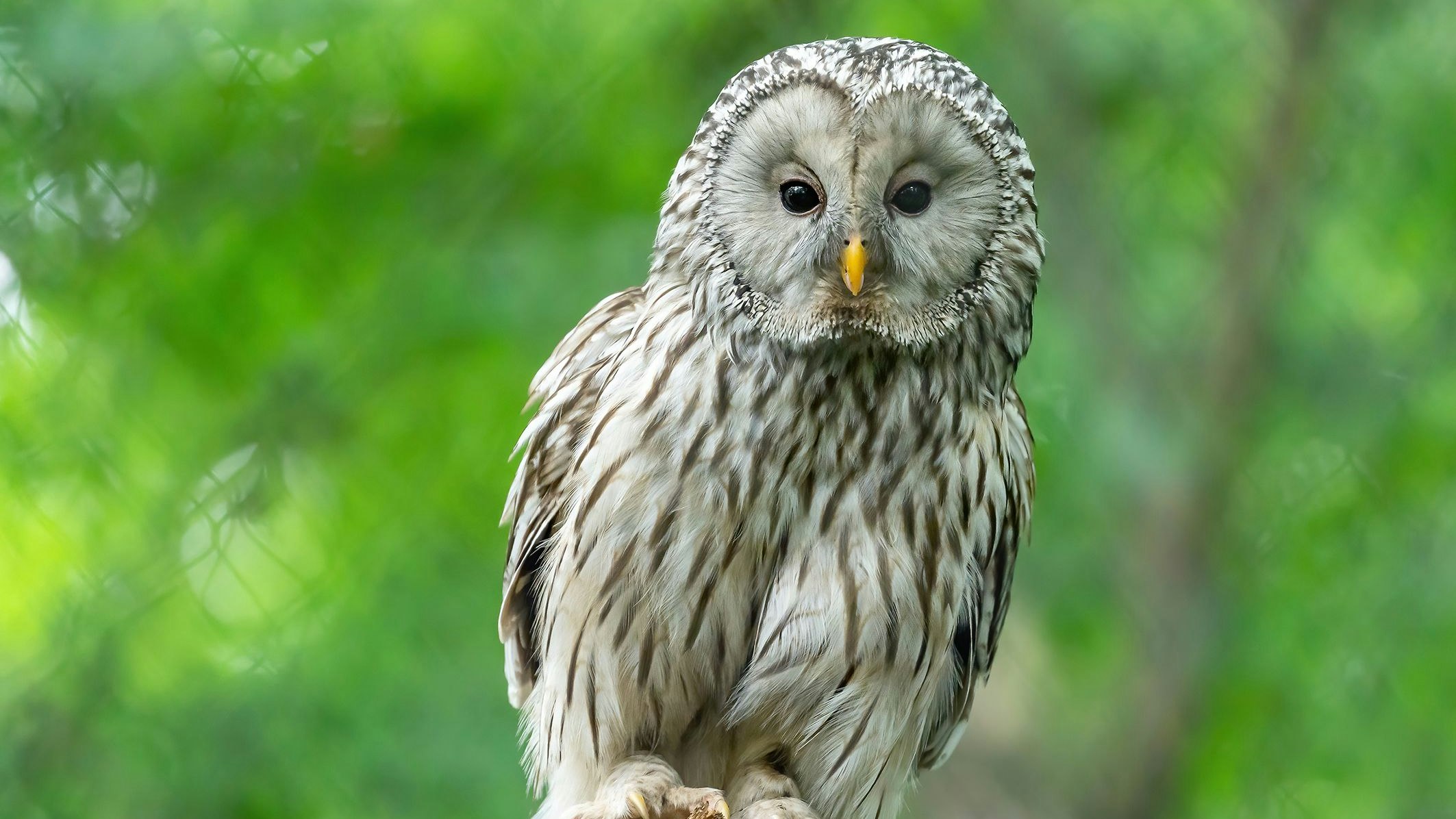 Über 40 Habichtkäuze sind bereits in Schönbrunn geschlüpft und konnten erfolgreich ausgewildert werden. Bravo!