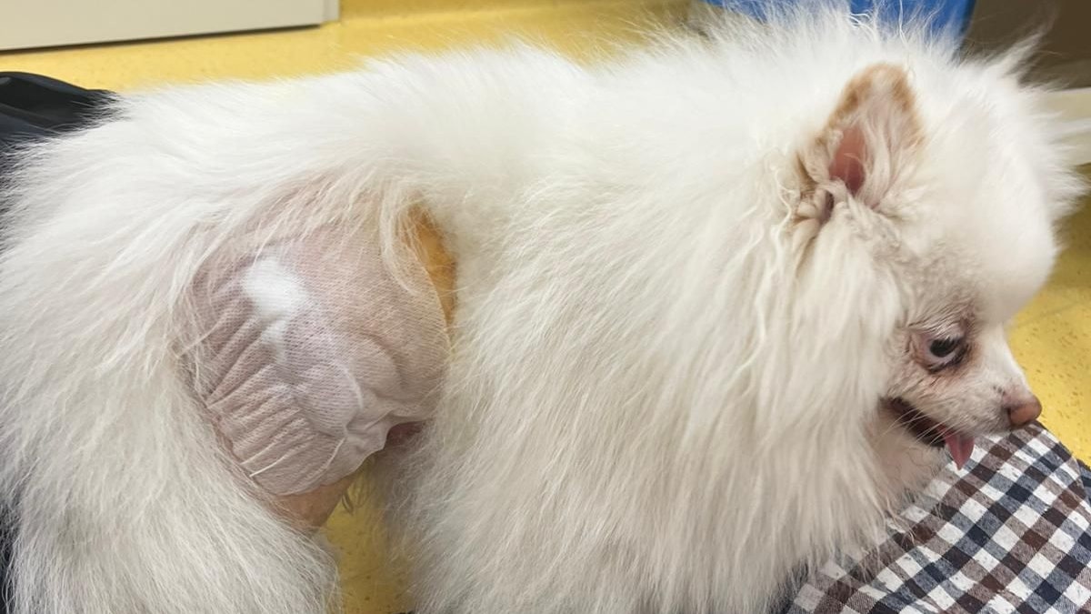 Heute.at - Neue Hunde-Attacke in Reichenau – Mann verletzt