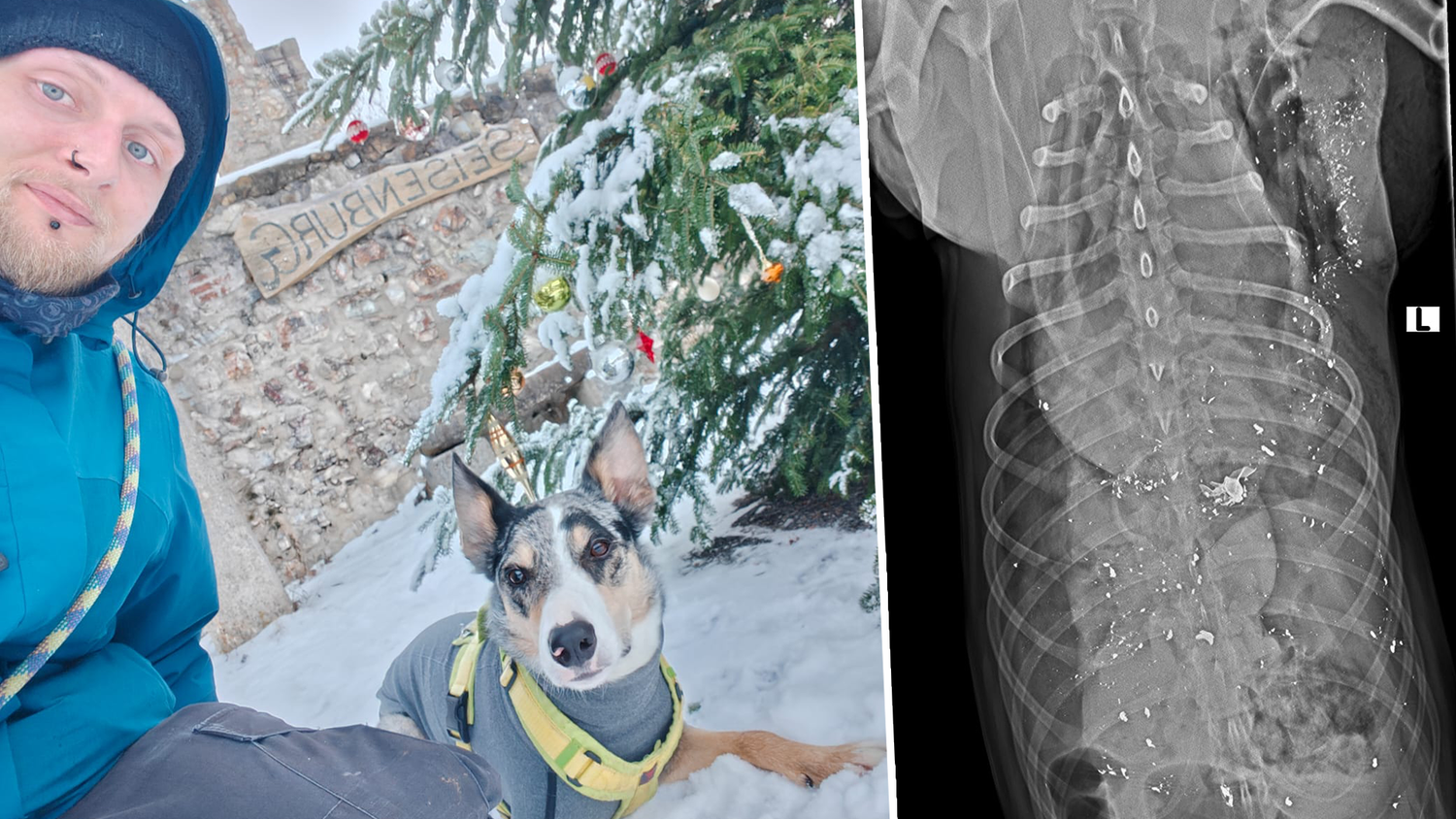 Heute.at - Hund Cooper erschossen – Jäger gab seinen Schein ab