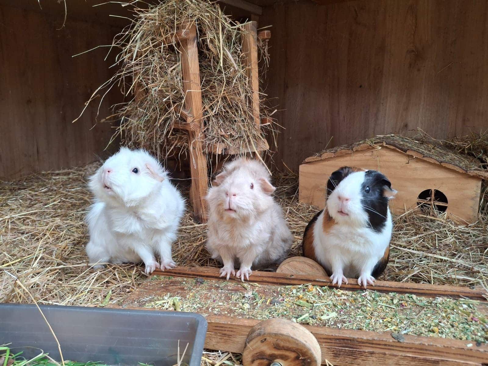 Heute.at - Zuerst Kaninchen - Jetzt leiden Meerschweinchen