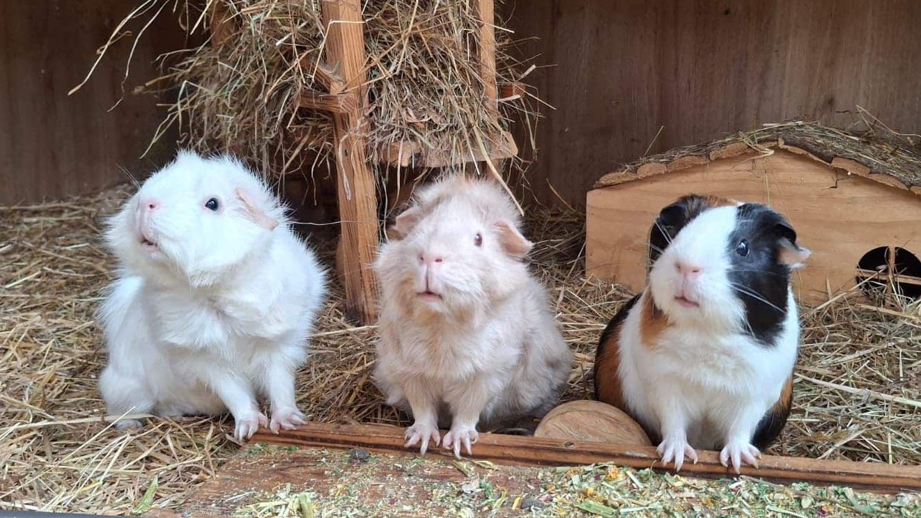 Heute.at - Zuerst Kaninchen - Jetzt leiden Meerschweinchen
