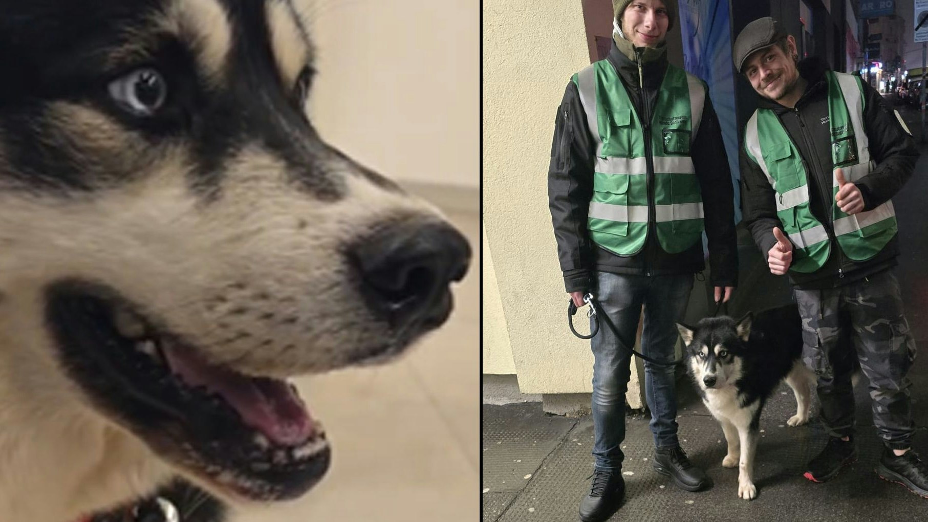 Heute.at - Minutenlange Schmerzensschreie – Hunde-Folter in Wien