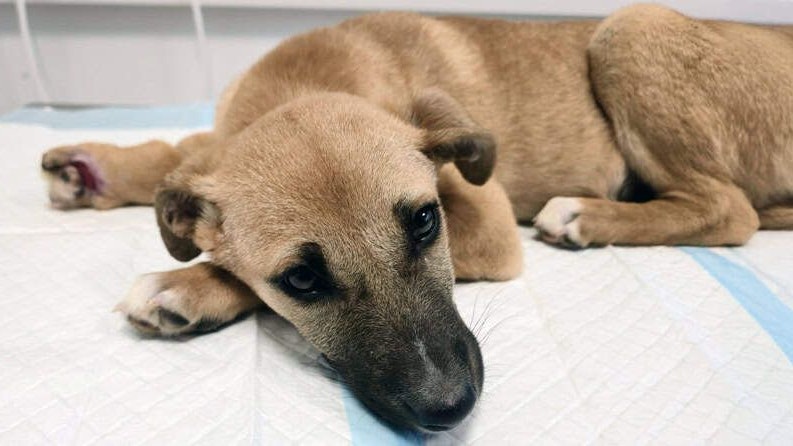 Mila ist erst fünf Monate alt und schon gezeichnet von Gewalt. 