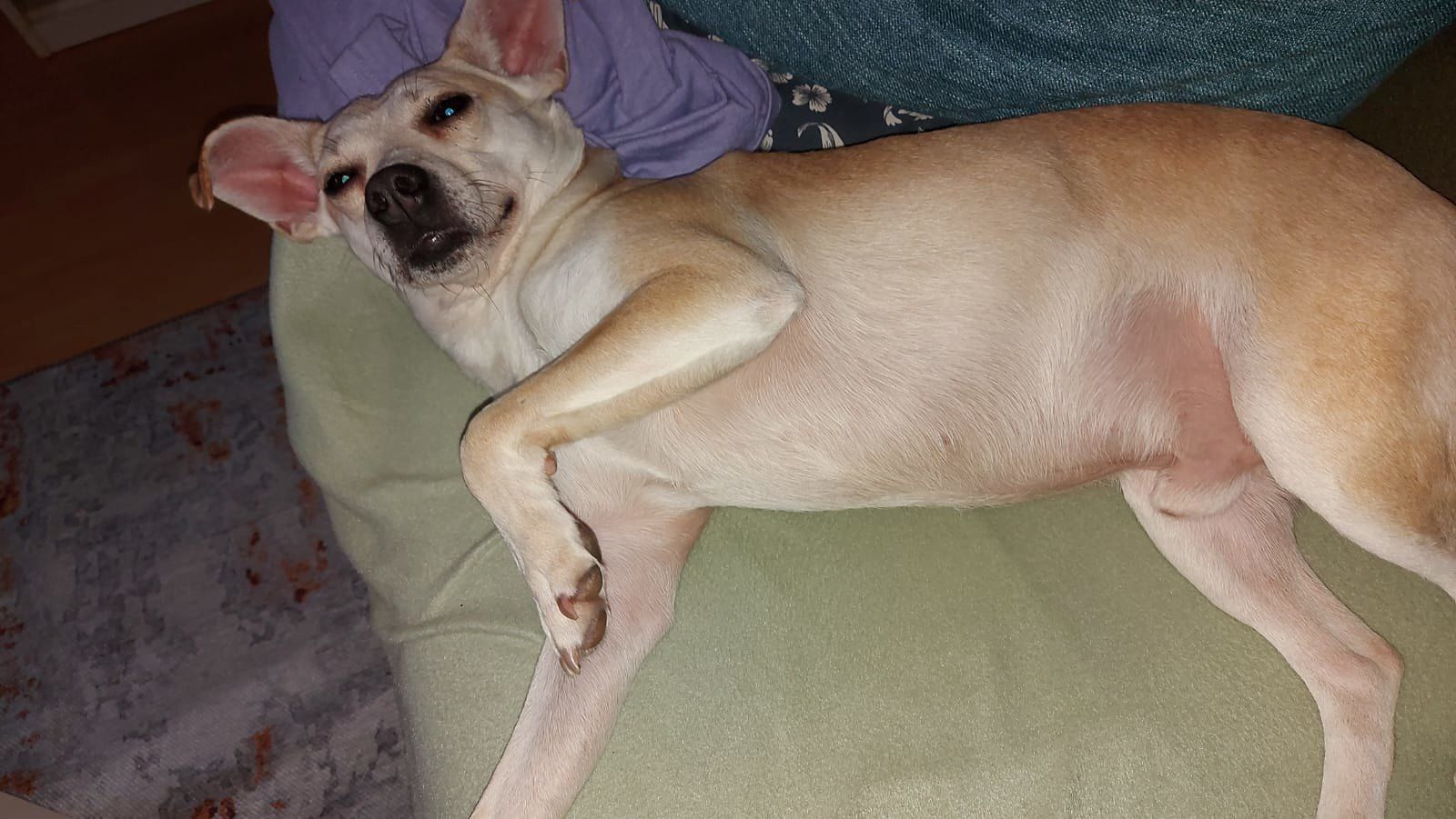 Heute.at - Vom Horrorhof ins Kuschelbett - Finn hat's geschafft