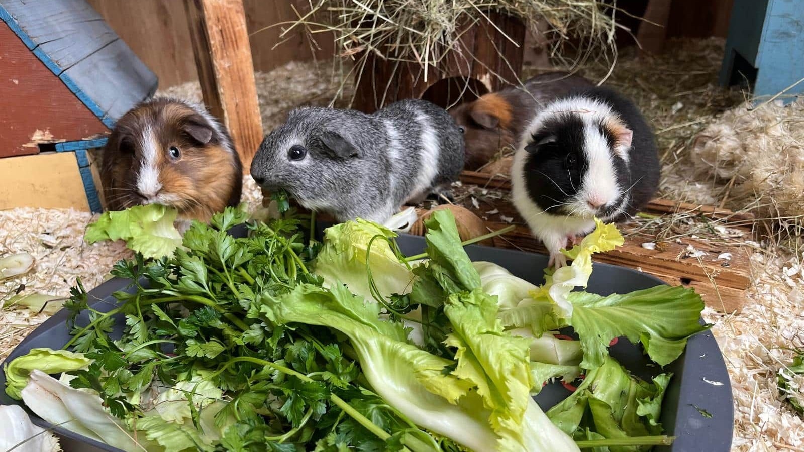 Meerschweinchen sind keinesfalls "Anfängerhaustiere". 