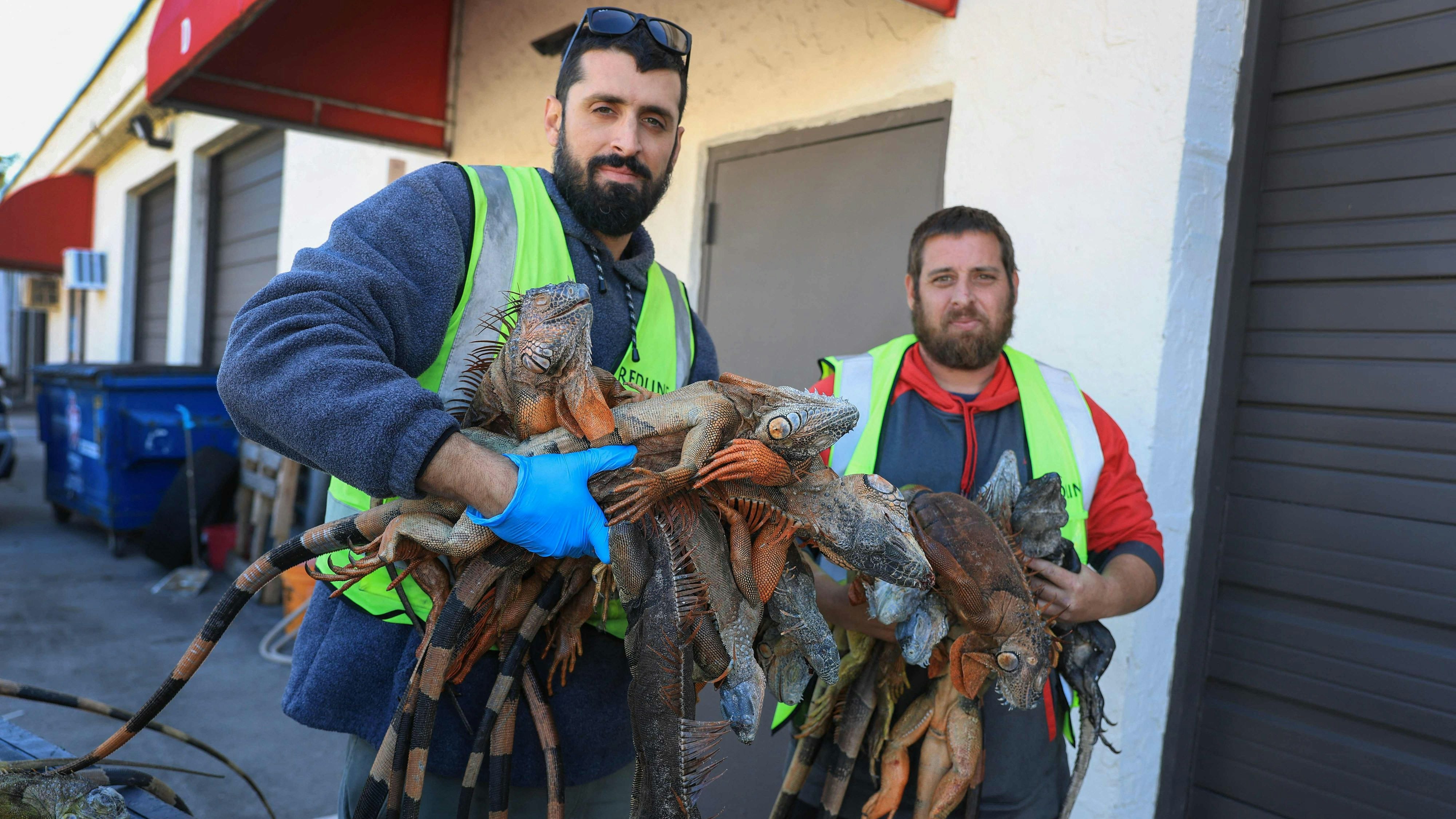 Heute.at - Hier hagelt es gerade tausende Leguane von den Bäumen