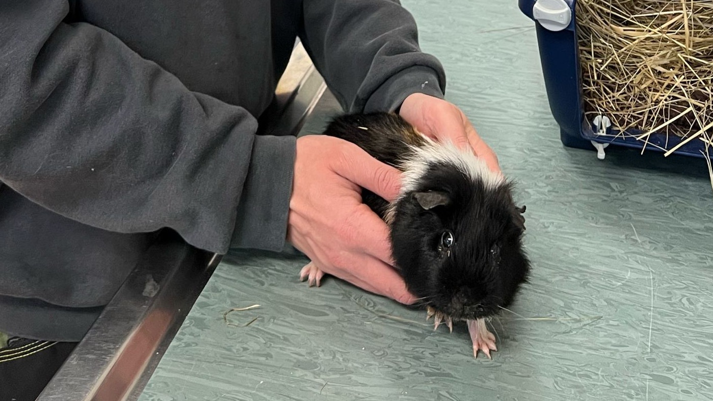 Der kleine "Robert" wurde in einem Plastiksackerl an einer Straßenkreuzung gefunden.