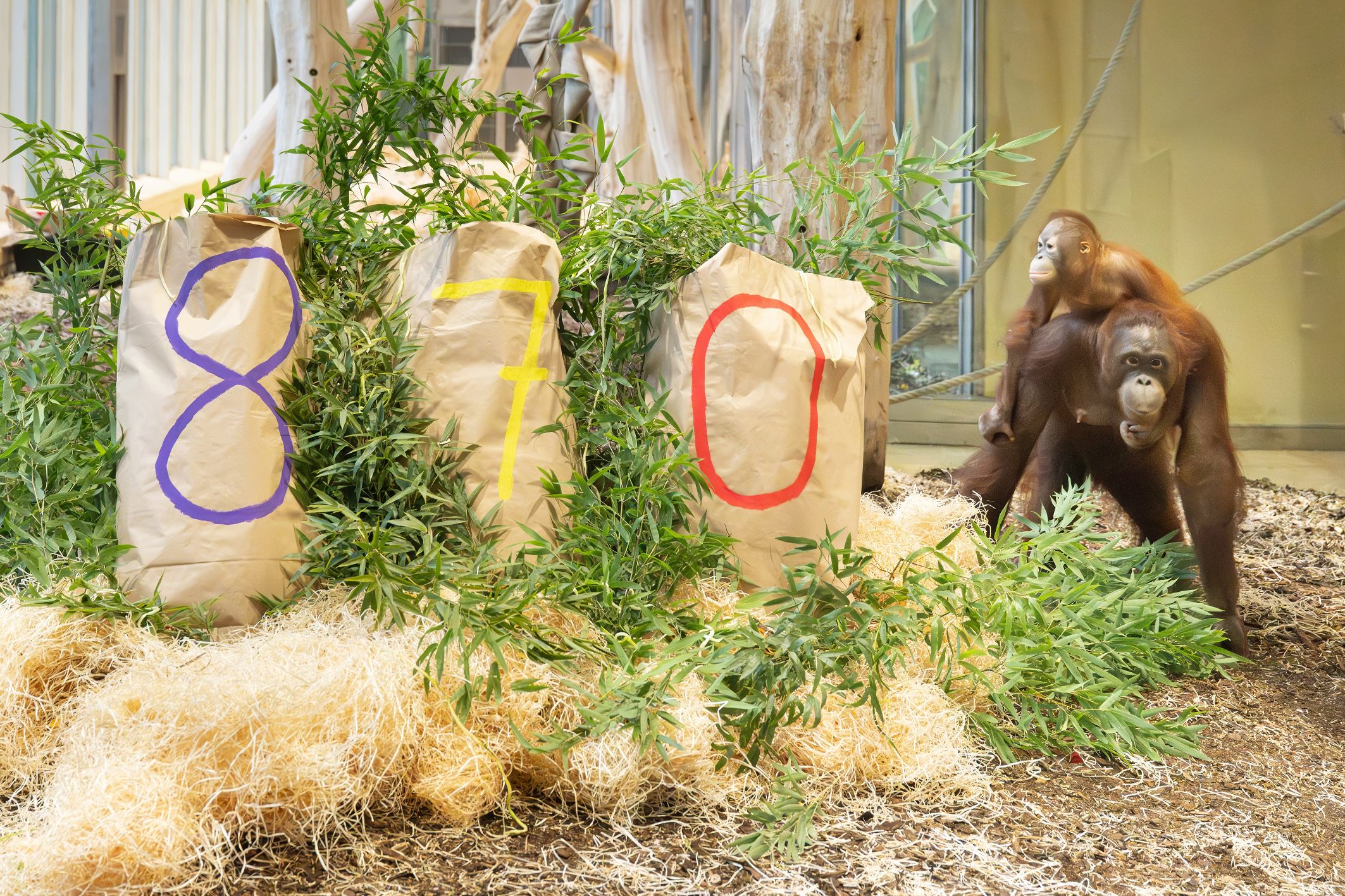 Heute.at - Deshalb sieht man bunte Zahlen im Schönbrunn-Gehege