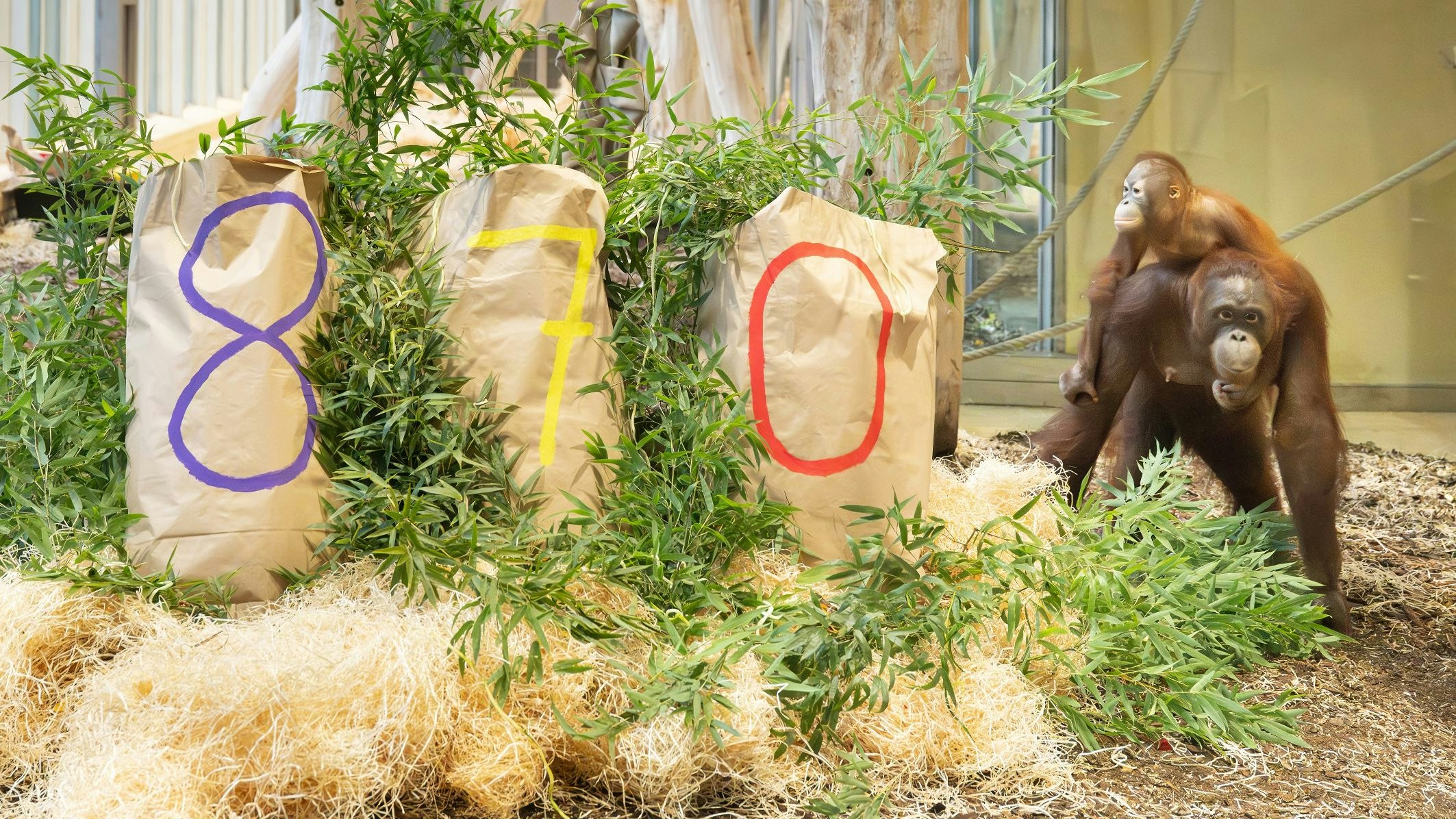 Heute.at - Deshalb sieht man bunte Zahlen im Schönbrunn-Gehege