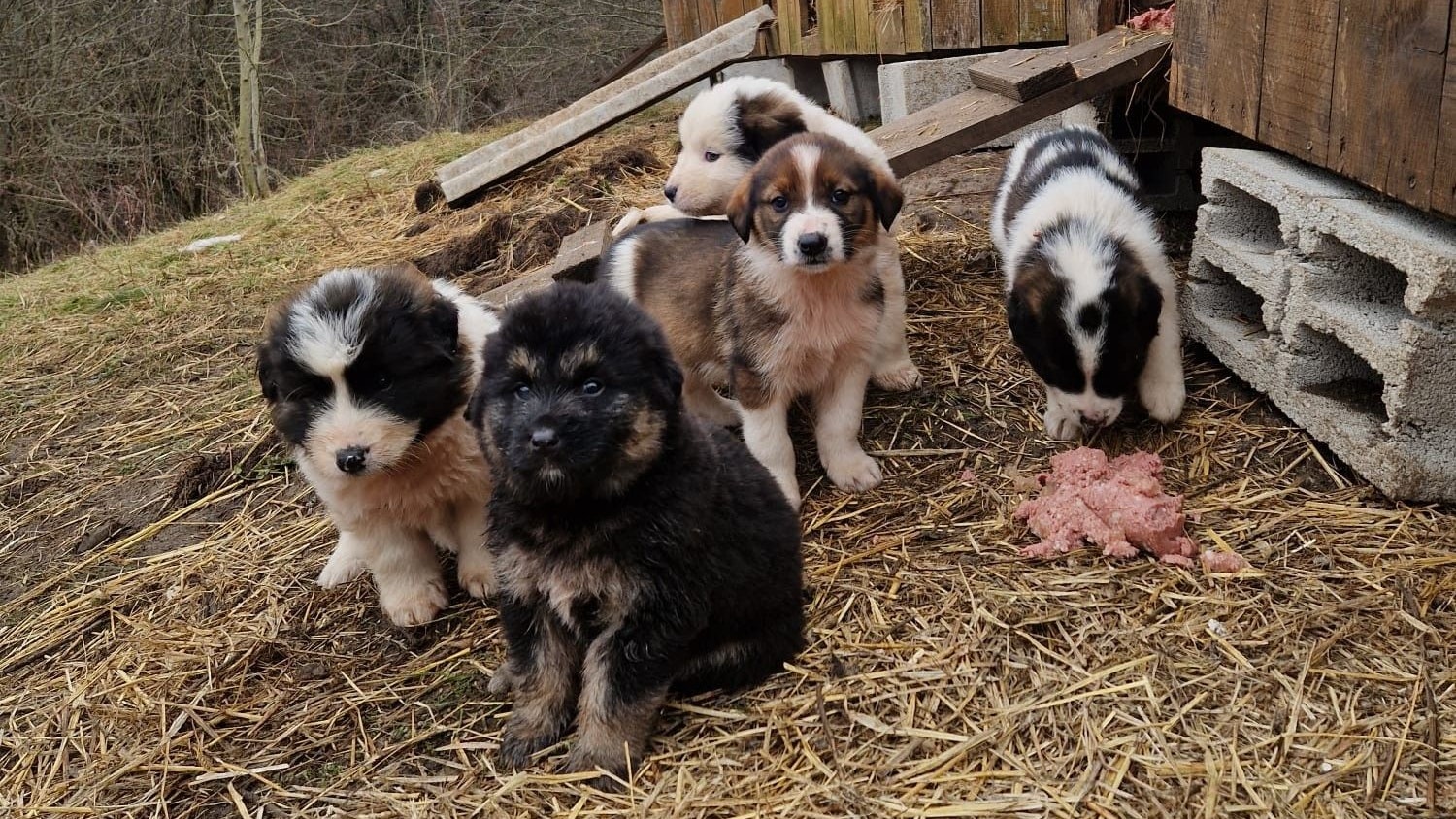 Heute.at - Kurz vor dem Ziel! Steirer bauen hier erstes Tierheim