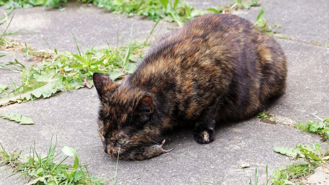 Heute.at - Achtung! Zwei Katzen wurden damit bereits vergiftet