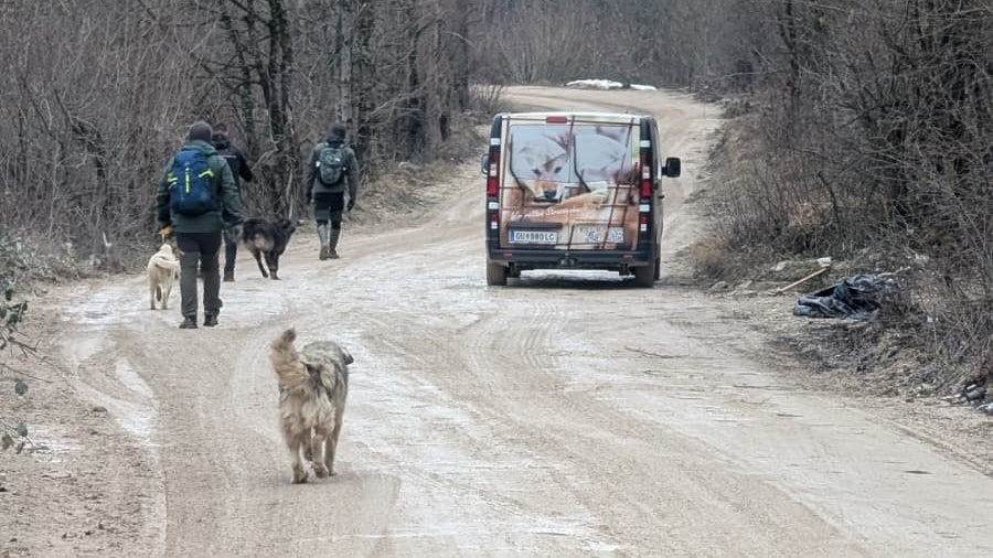 Die Hunde folgen instinktiv dem Tierschutz-Transporter - denn dort befindet sich ihr Futter.