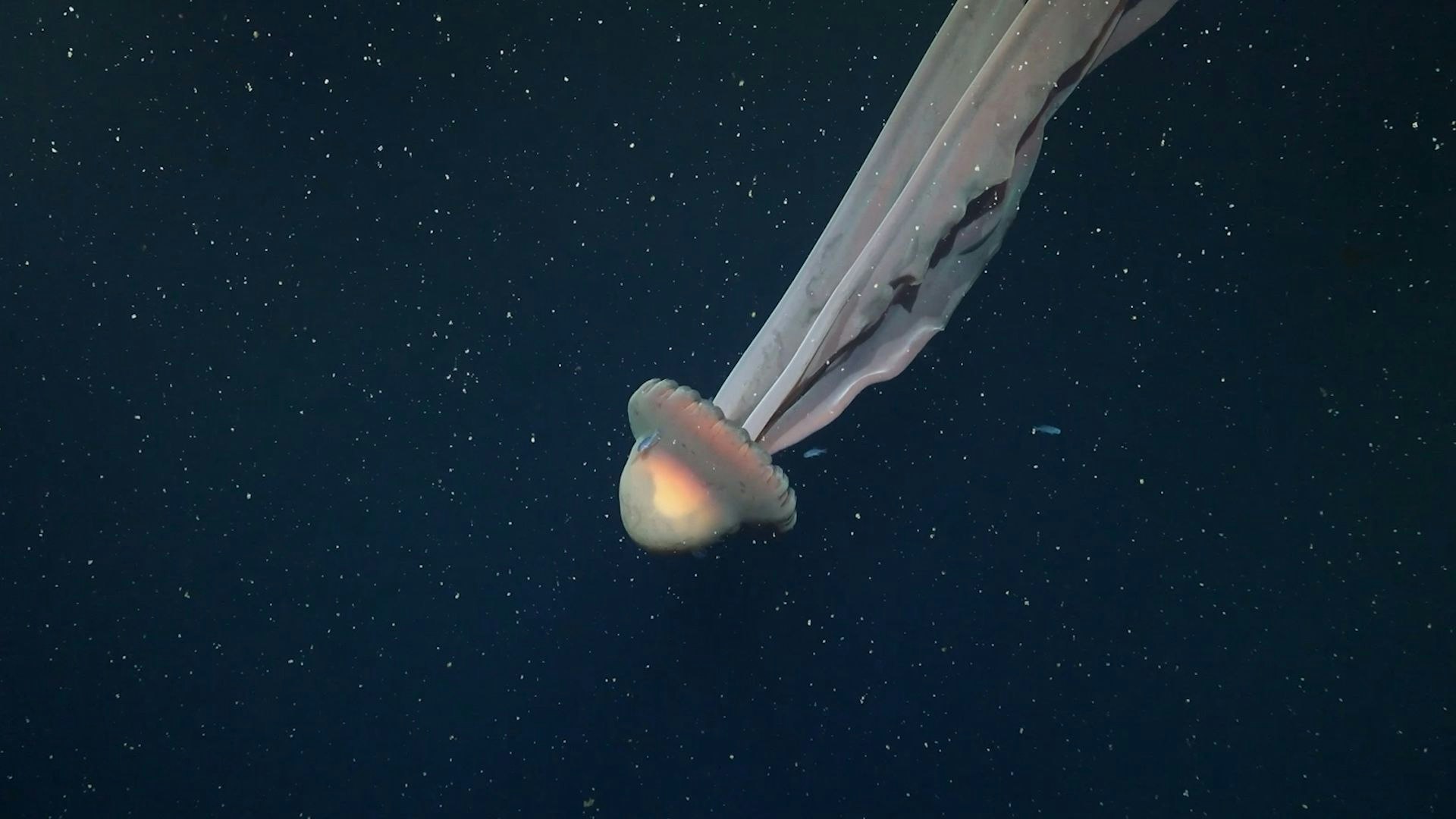 Heute.at - Dieser Meeresgigant wurde seit 1910 nur selten gesehen