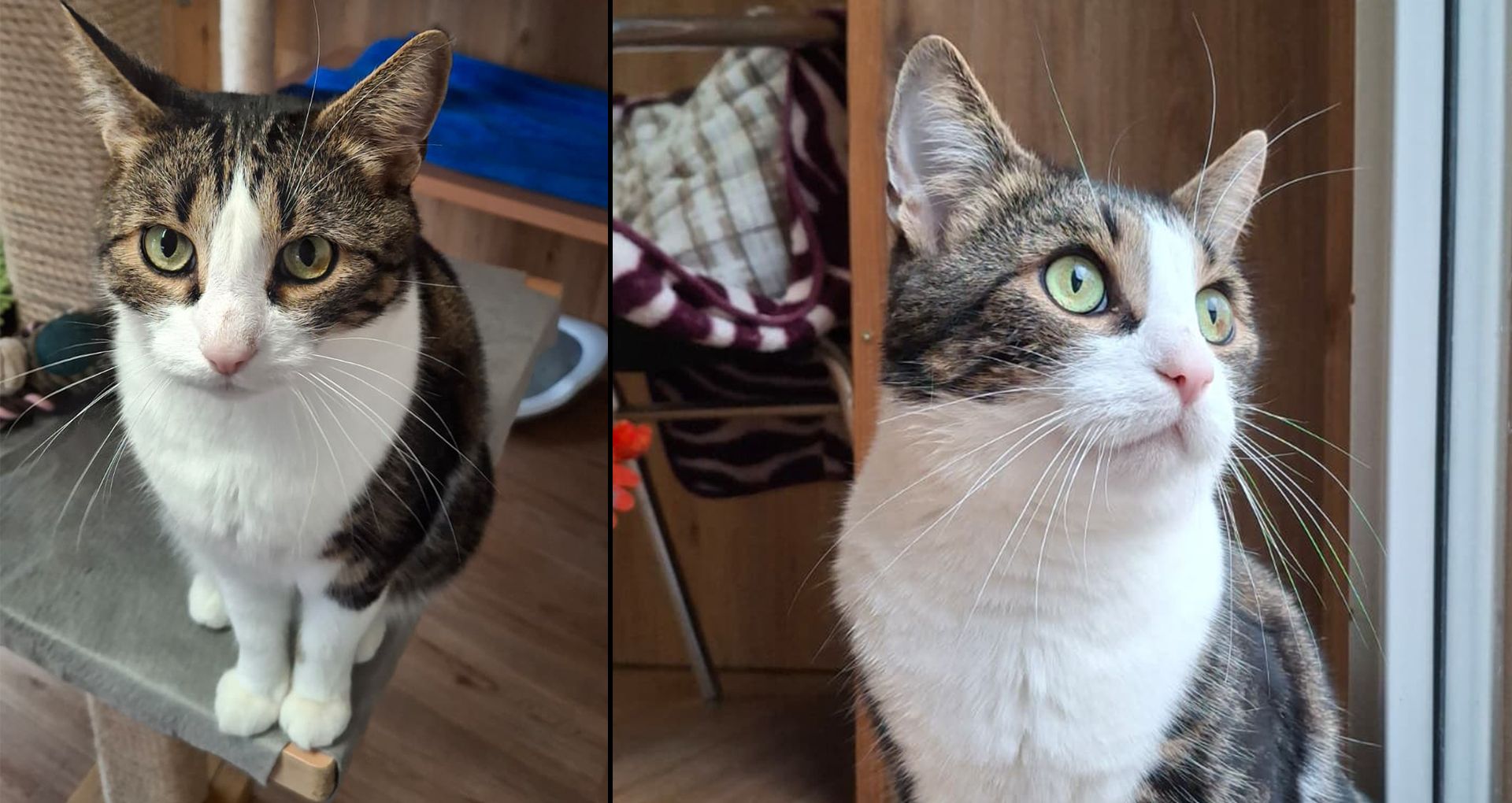 Heute.at - Professor Stephan – Armer Kater musste Baby weichen