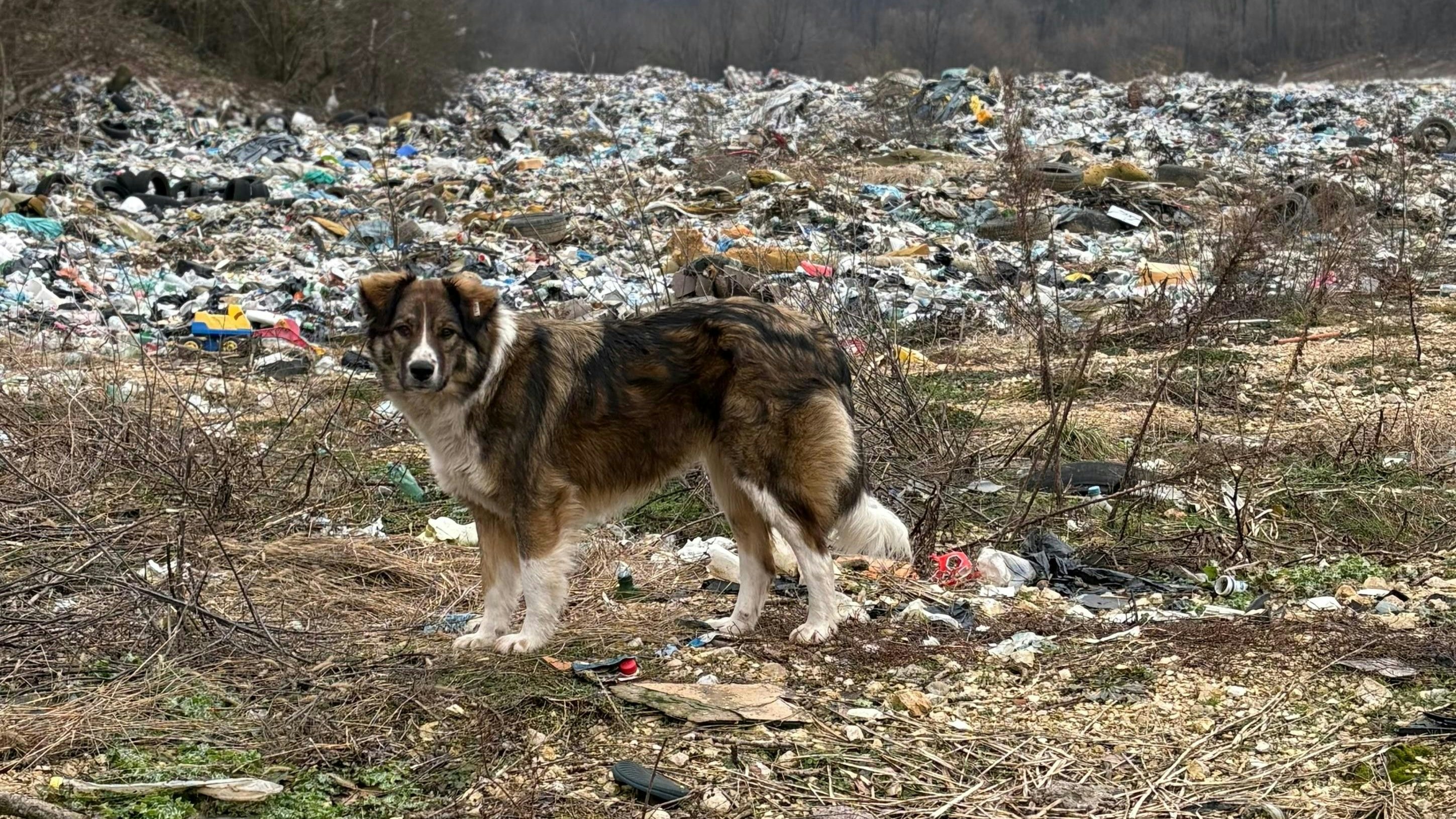 Auf der Mülldeponie werden Hunde meistens zum Sterben ausgesetzt.