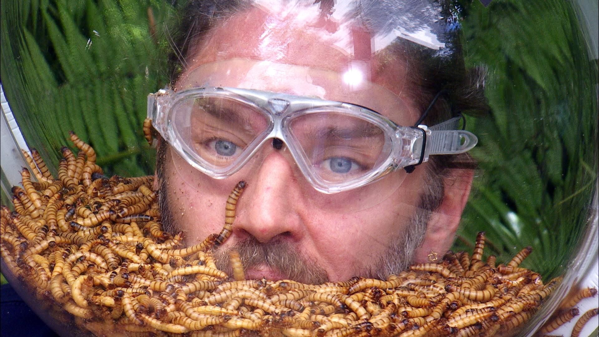 In der Dschungelprüfung 