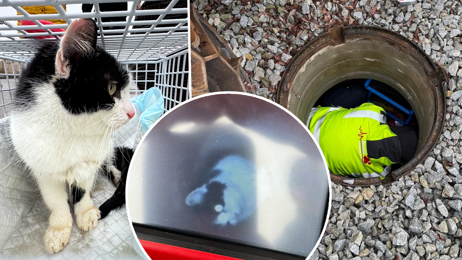 Der kleine "Timmy" wurde schon Wochen vermisst, die Tierhilfe Gusental rettete ihn aus einem Rohr.