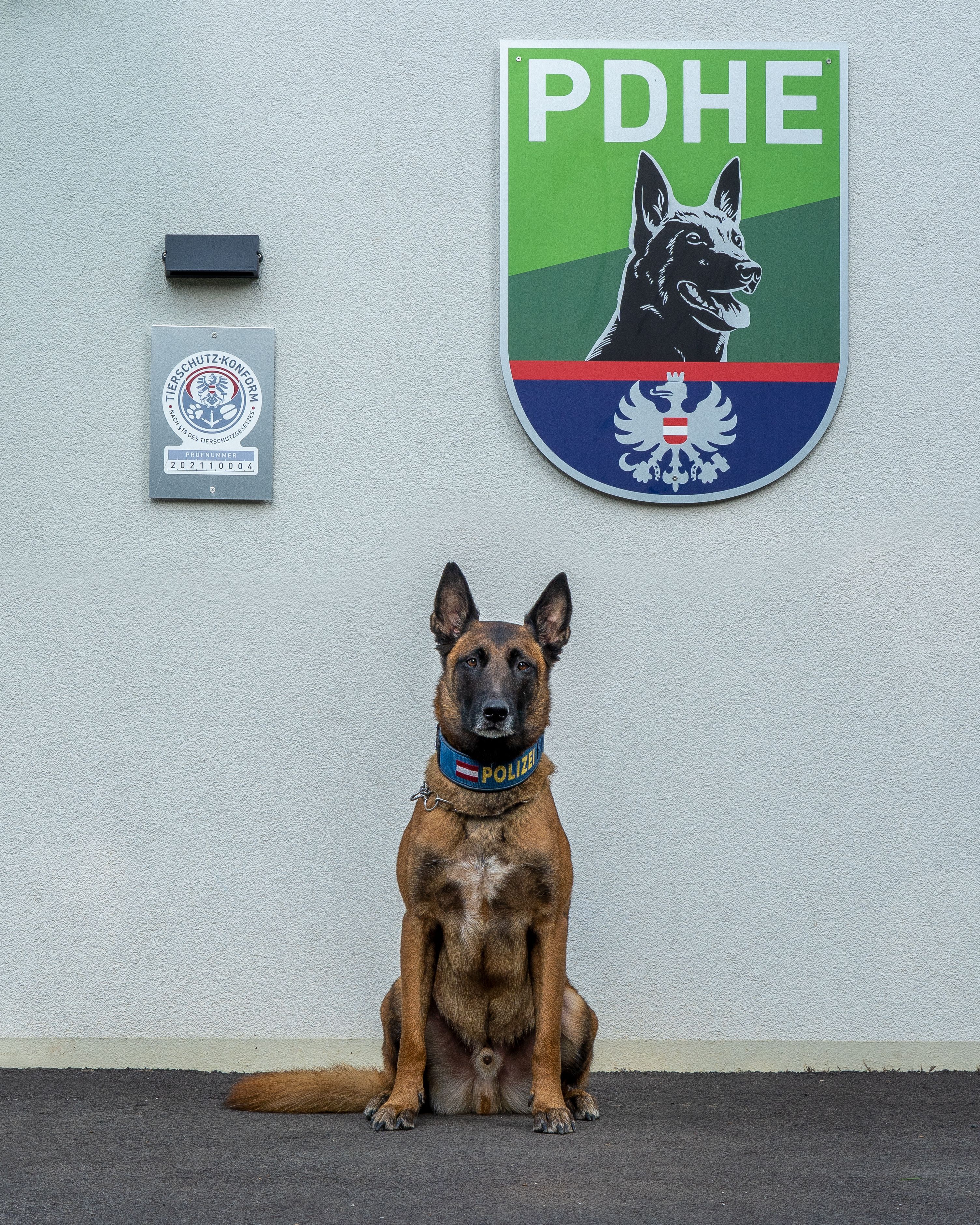 Ein Vierbeiner mutierte am Montag in Wien zum Helden. (Archivbild)