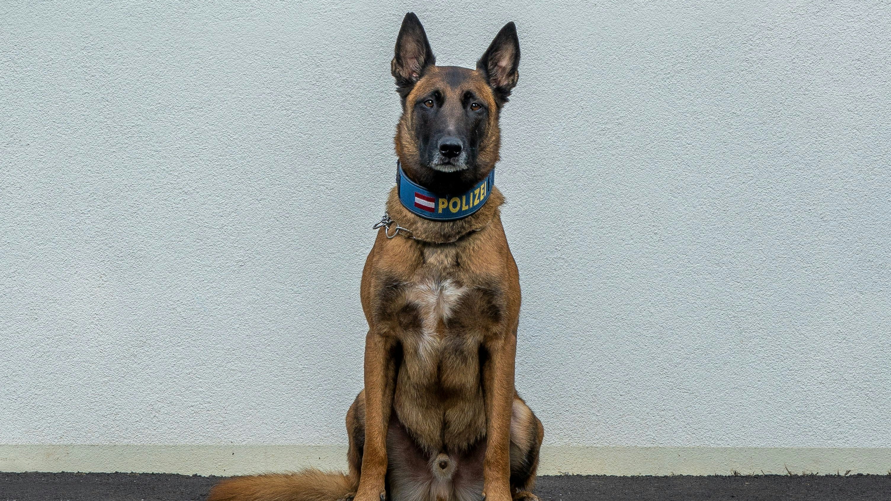 Ein Vierbeiner mutierte am Montag in Wien zum Helden. (Archivbild)