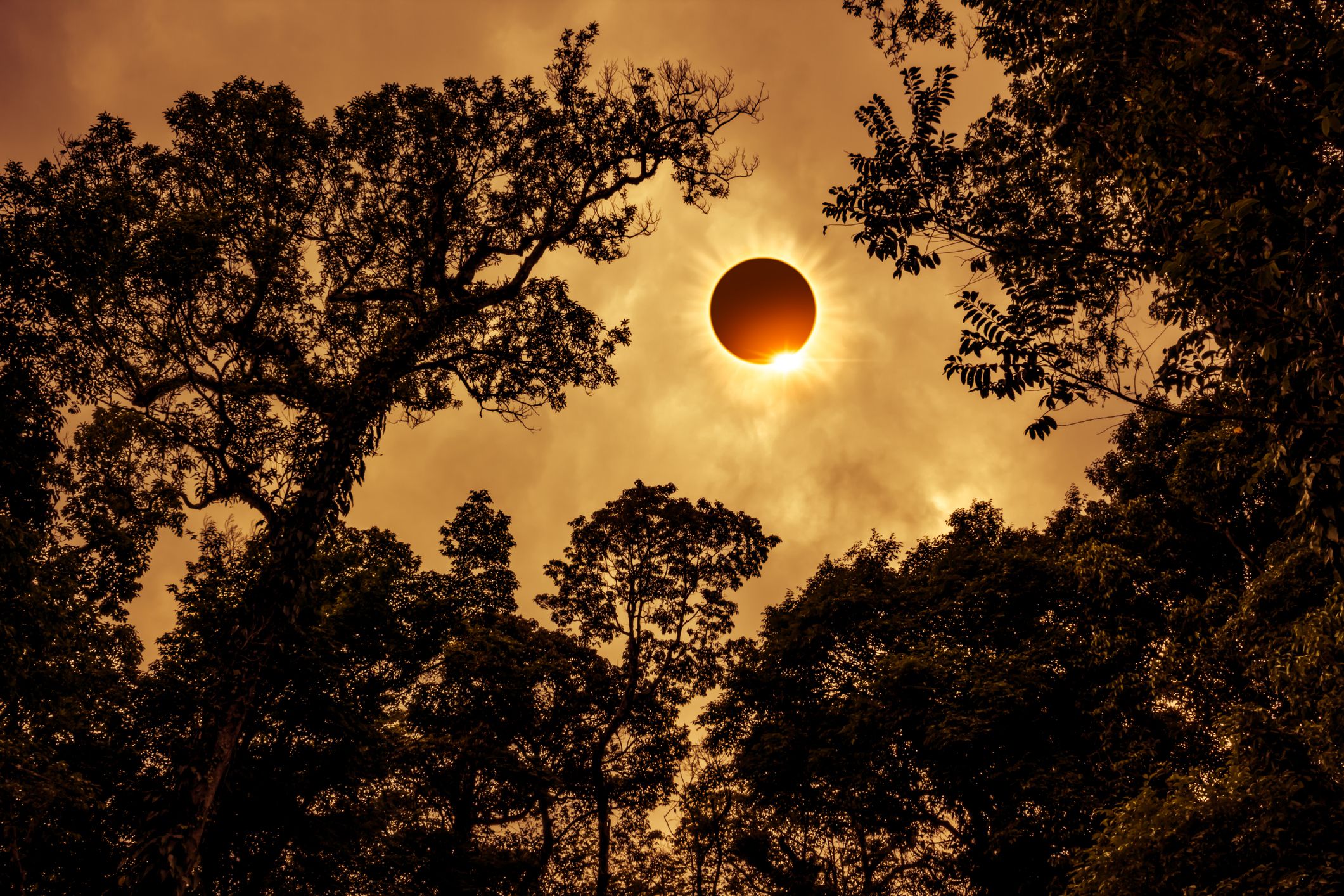 Haben Bäume eine Sonnenfinsternis vorhergesehen? Zwei Forscher klären über die Fakten auf.