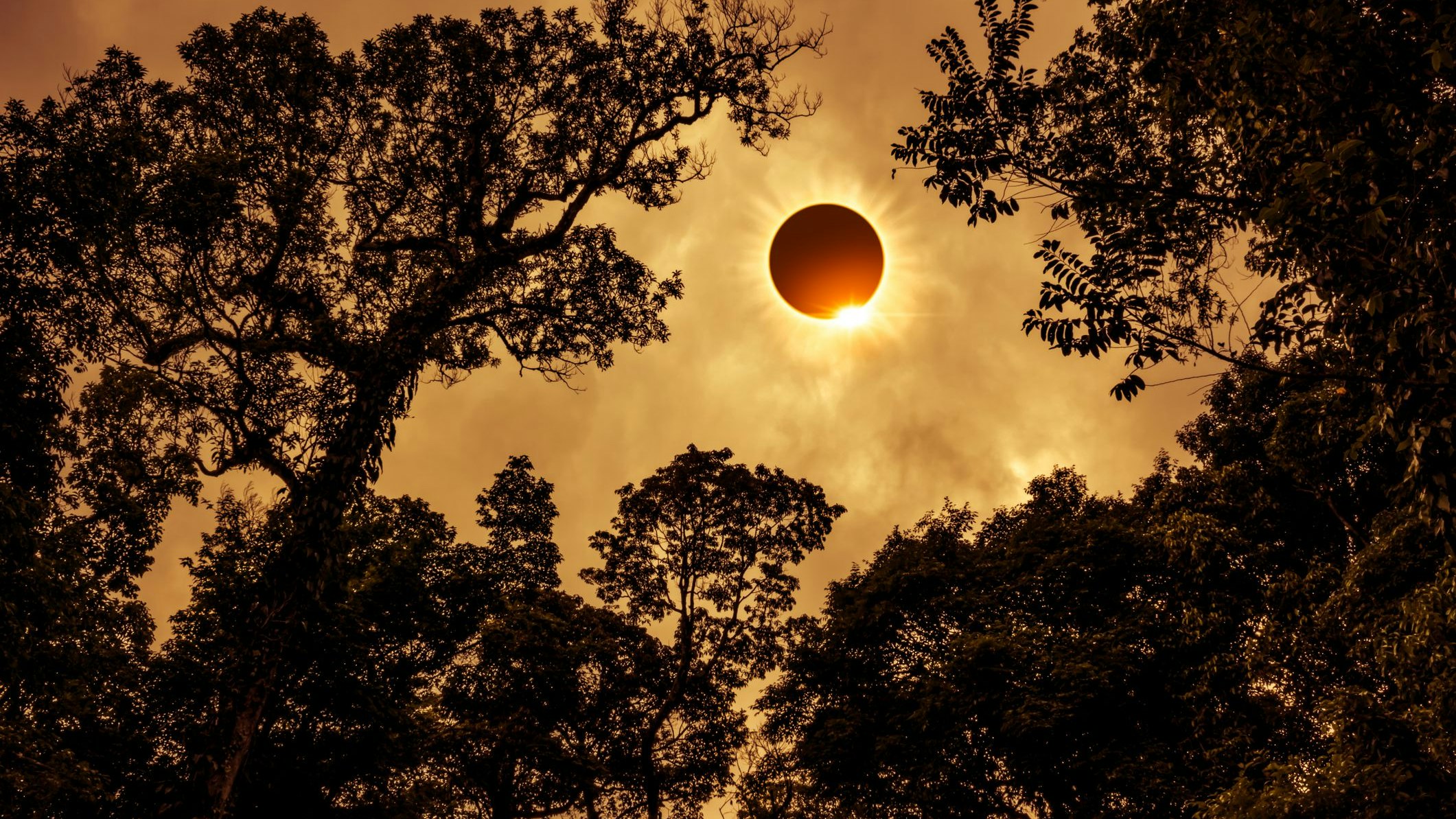 Amazing scientific natural phenomenon. The Moon covering the Sun. Total solar eclipse with diamond ring effect and internal corona glowing on sky above silhouette of trees, serenity nature background. Sepia tone.