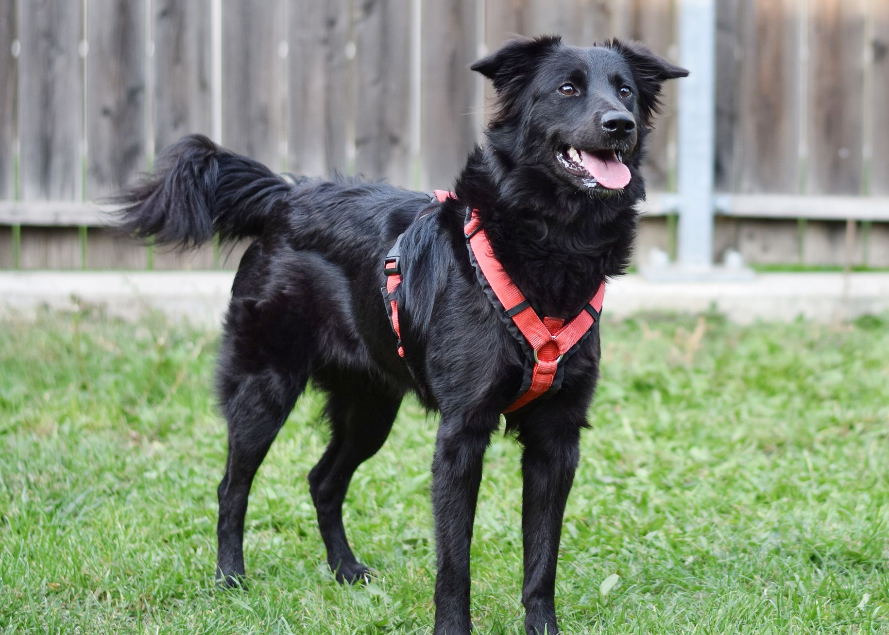 Die sechsjährige Mischlingshündin Sarabi.