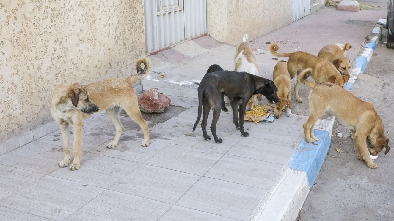In Marokko leben viele Haushunde auf den Straßen.