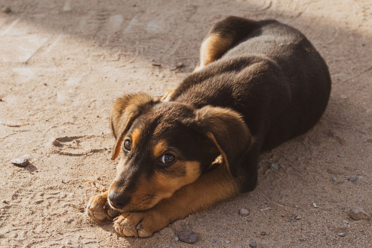 Eine Straßenhündin aus Marokko akzeptierte den Nachwuchs einer Rudelkollegin nicht.
