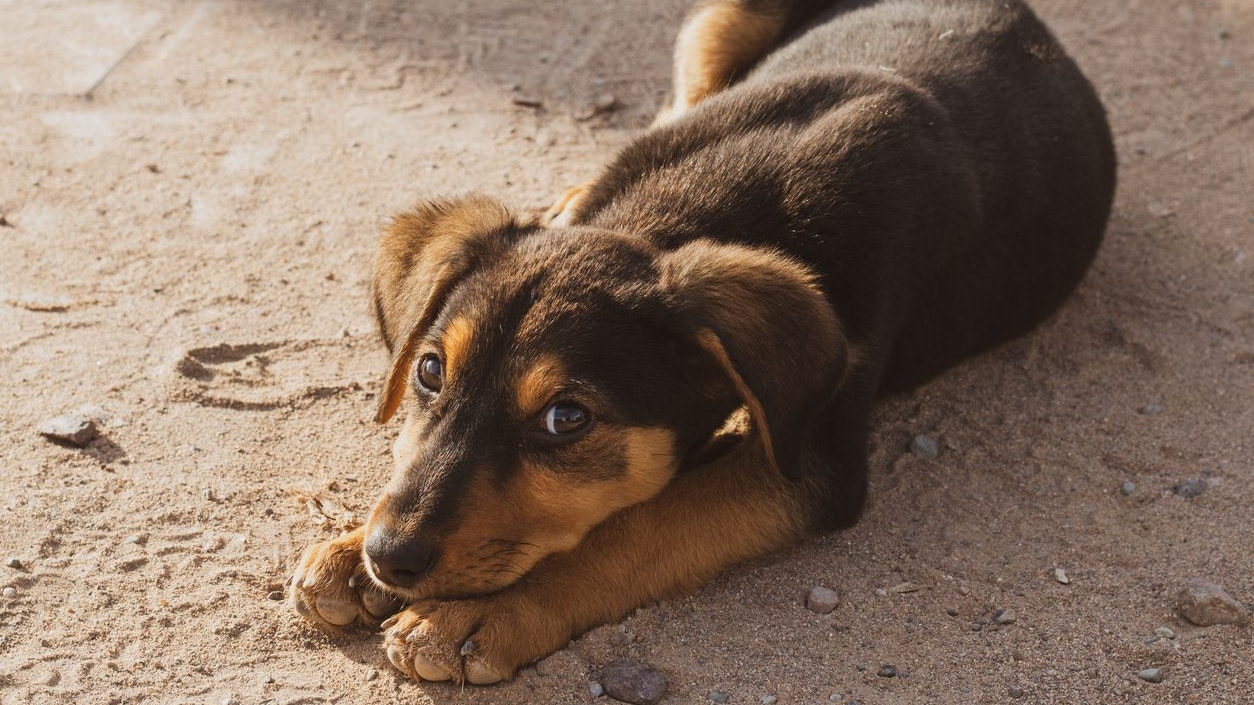 Heute.at - Hündin tötet sechs Welpen eines anderen Rudels