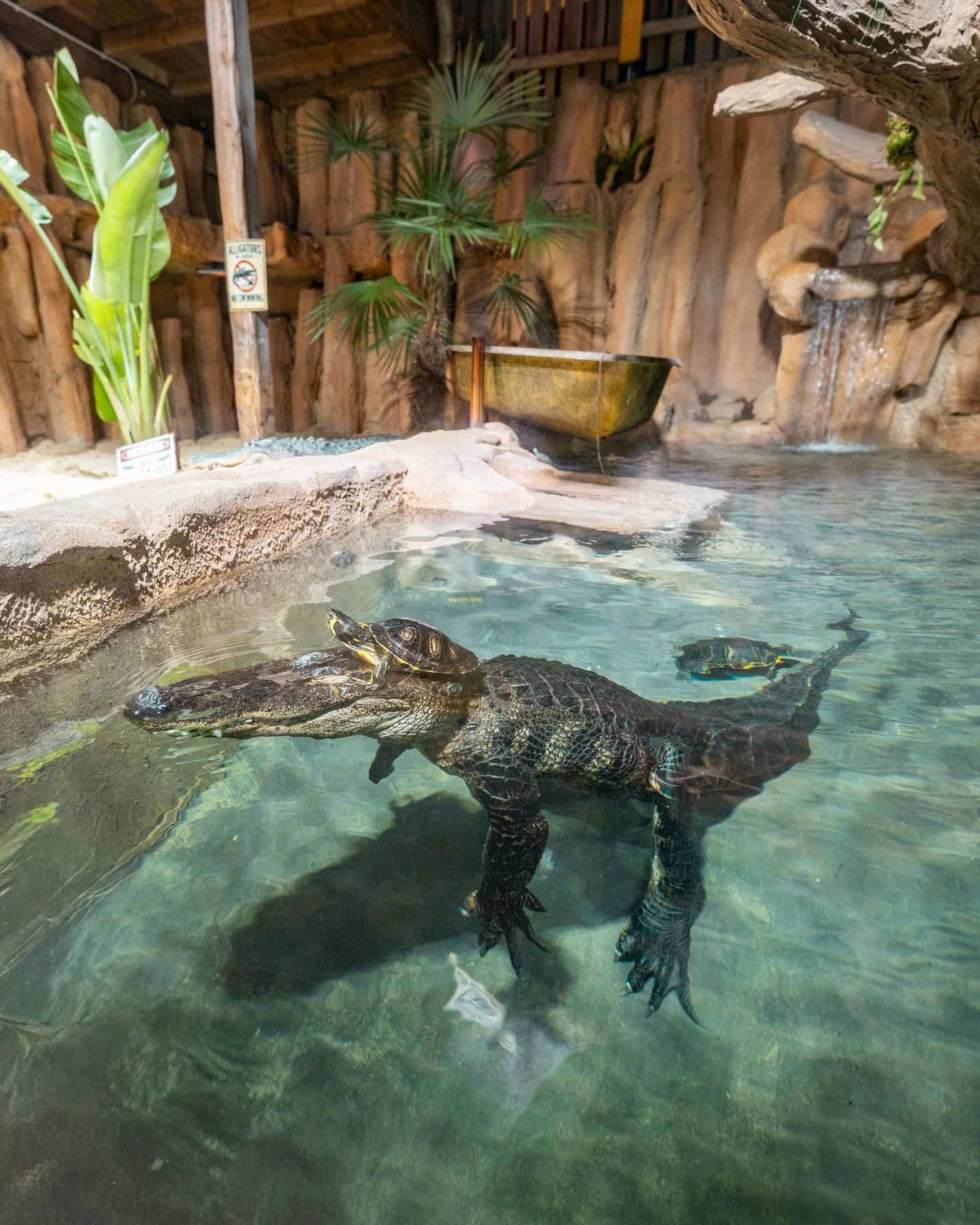 Die Schildkröten schreckt die Größe des Alligators offenbar nicht.