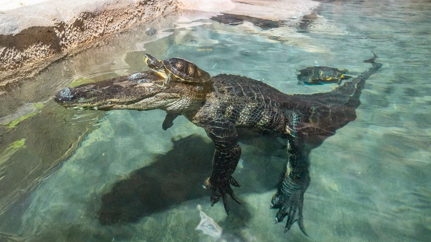 Heute.at - NÖ-Card galt nicht: Ausflügler sauer wegen Zoo-Preis