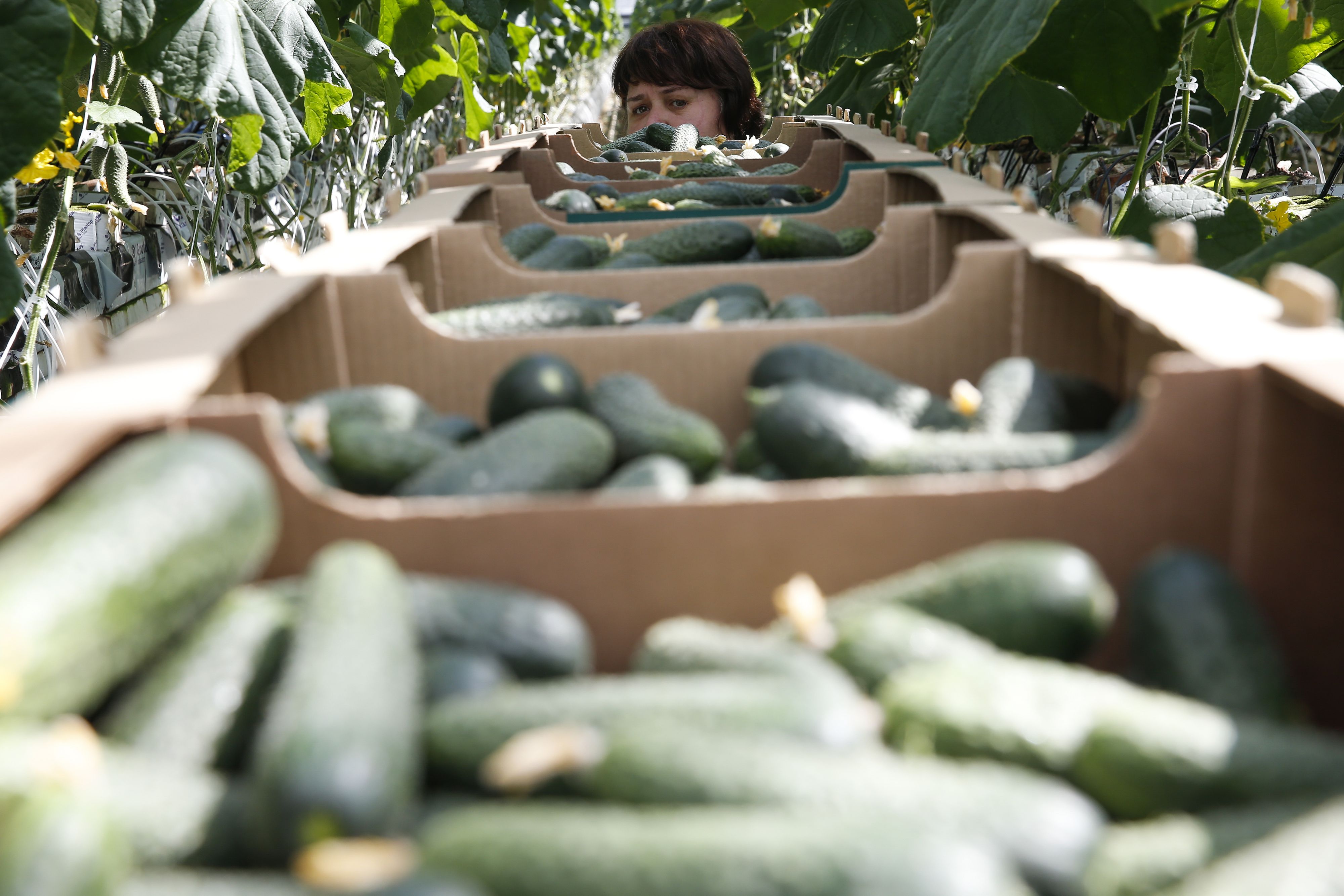 Gewächshaus-Gurken erleben in Russland gerade eine Preisexplosion.