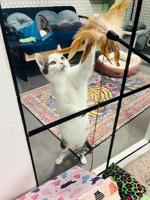 Bald können Cafébesucher in Krems Katzen streicheln und unterhalten.