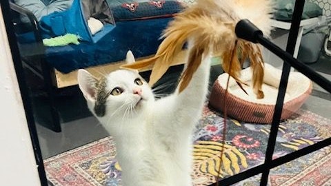 Bald können Cafébesucher in Krems Katzen streicheln und unterhalten.