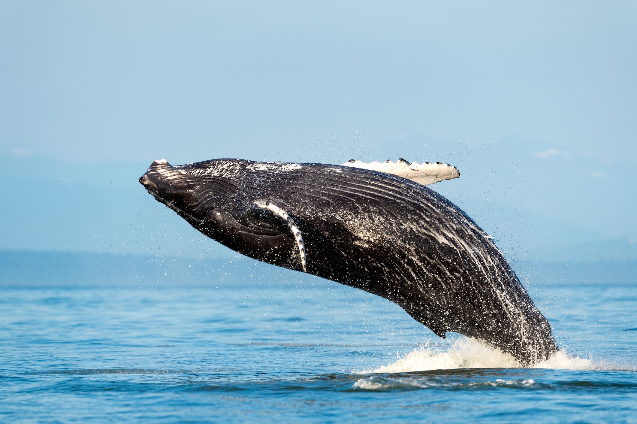 Auch wenn sich bei einigen Walarten die Population langsam stabilisiert, gibt es noch viel zu tun.