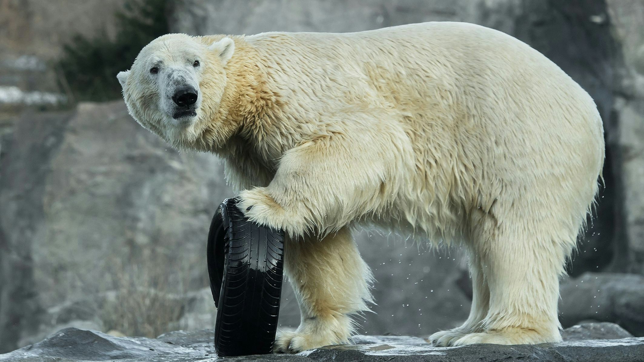 Am 27. Februar ist übrigens Welt-Eisbären-Tag. 