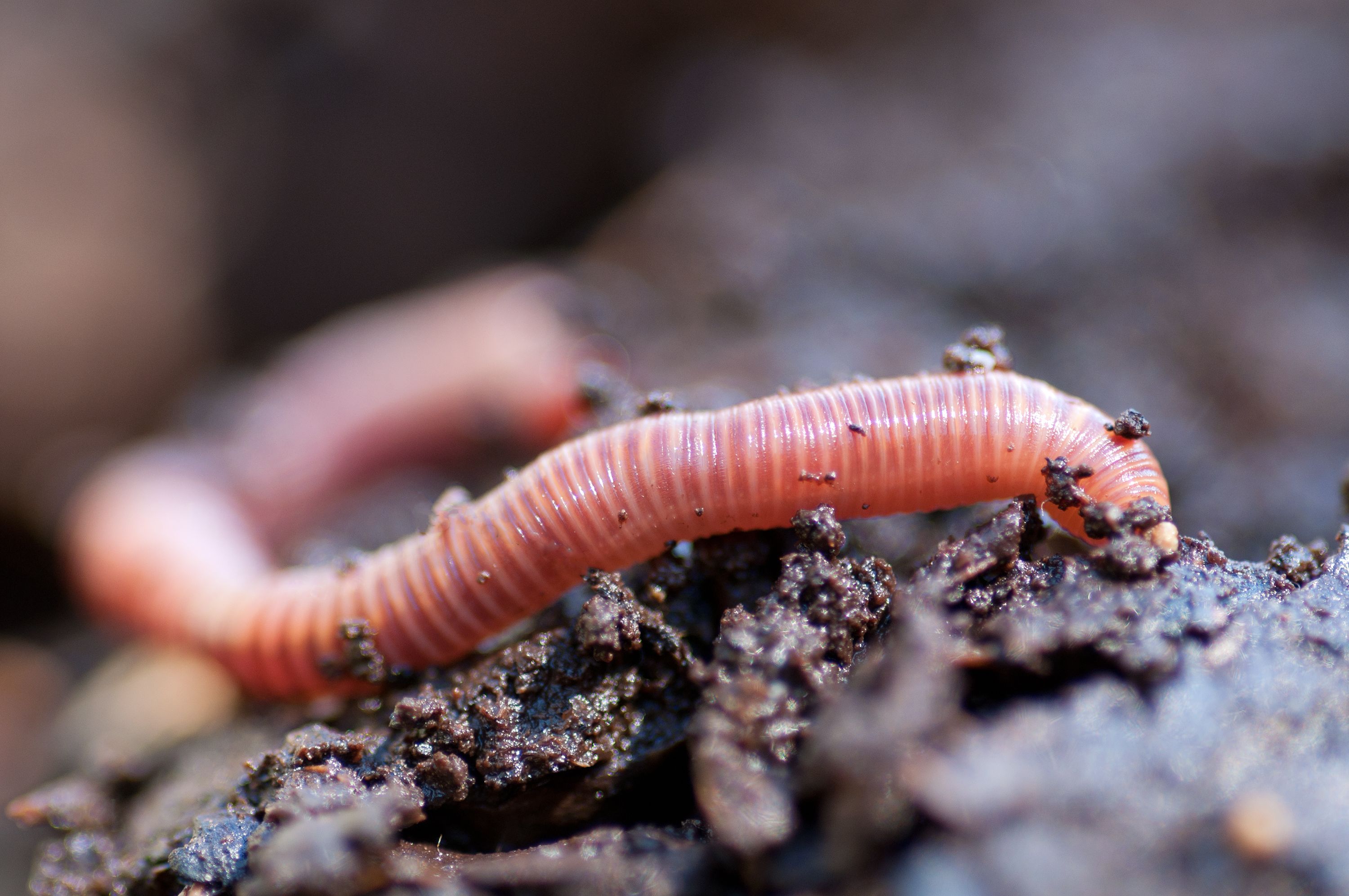 Der Regenwurm wird gerne unterschätzt, dabei gehört er zu den fleißigsten Helfern im Garten.
