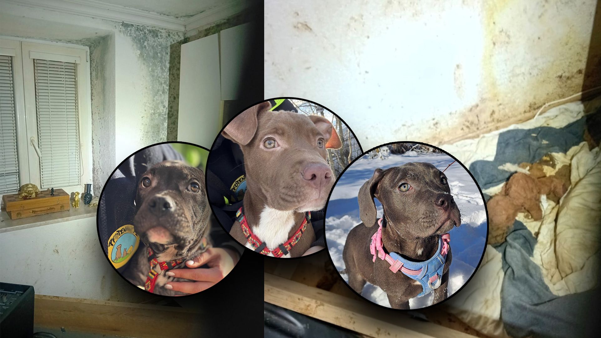 Die drei Hundewelpen dürfen sich jetzt erst einmal in der Pfotenhilfe in Lochen erholen.