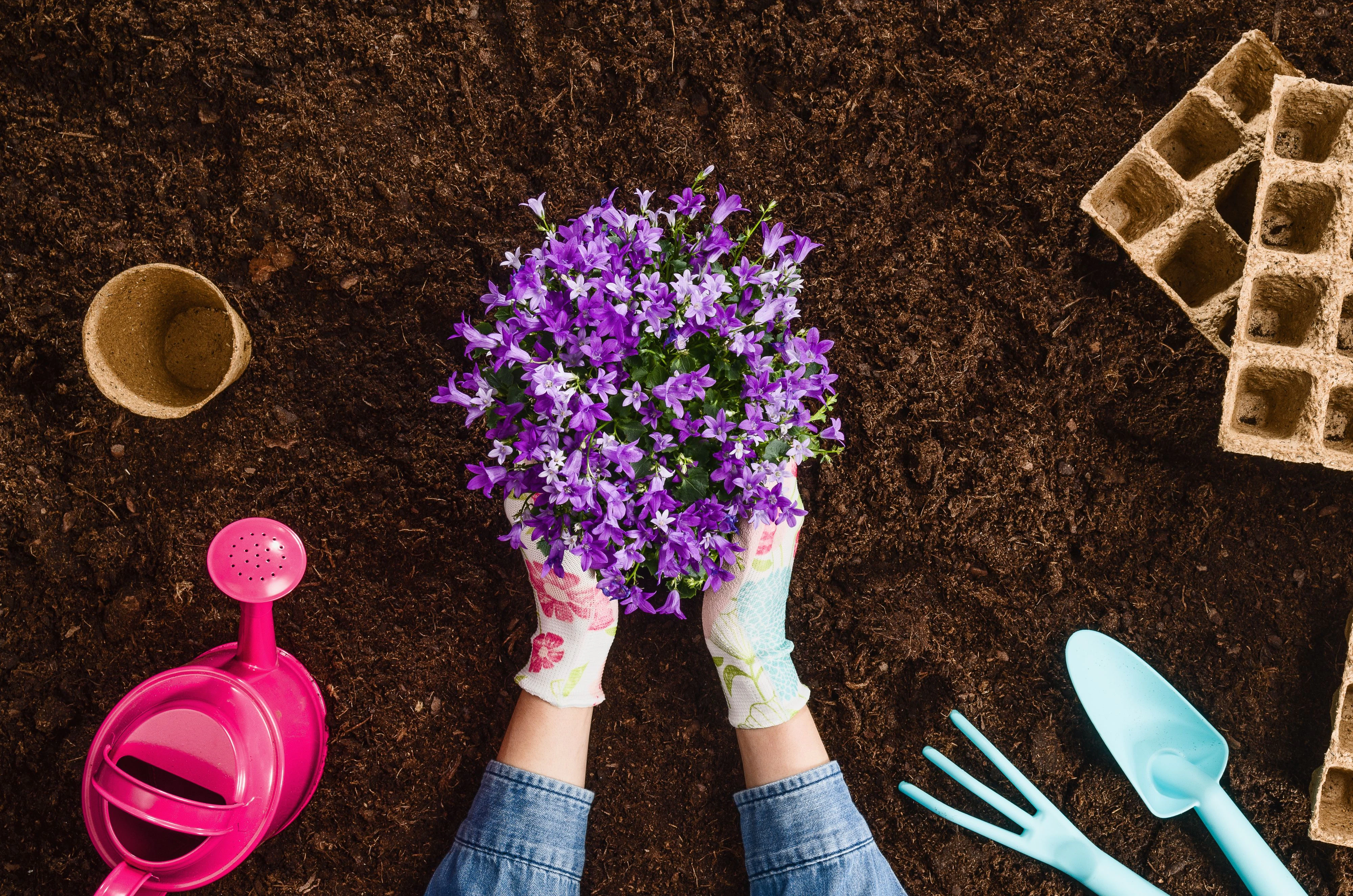 Blten-Booster aus der Kche  Mit dieser Backzutat kannst du deine Blumen  dngen | Heute.at