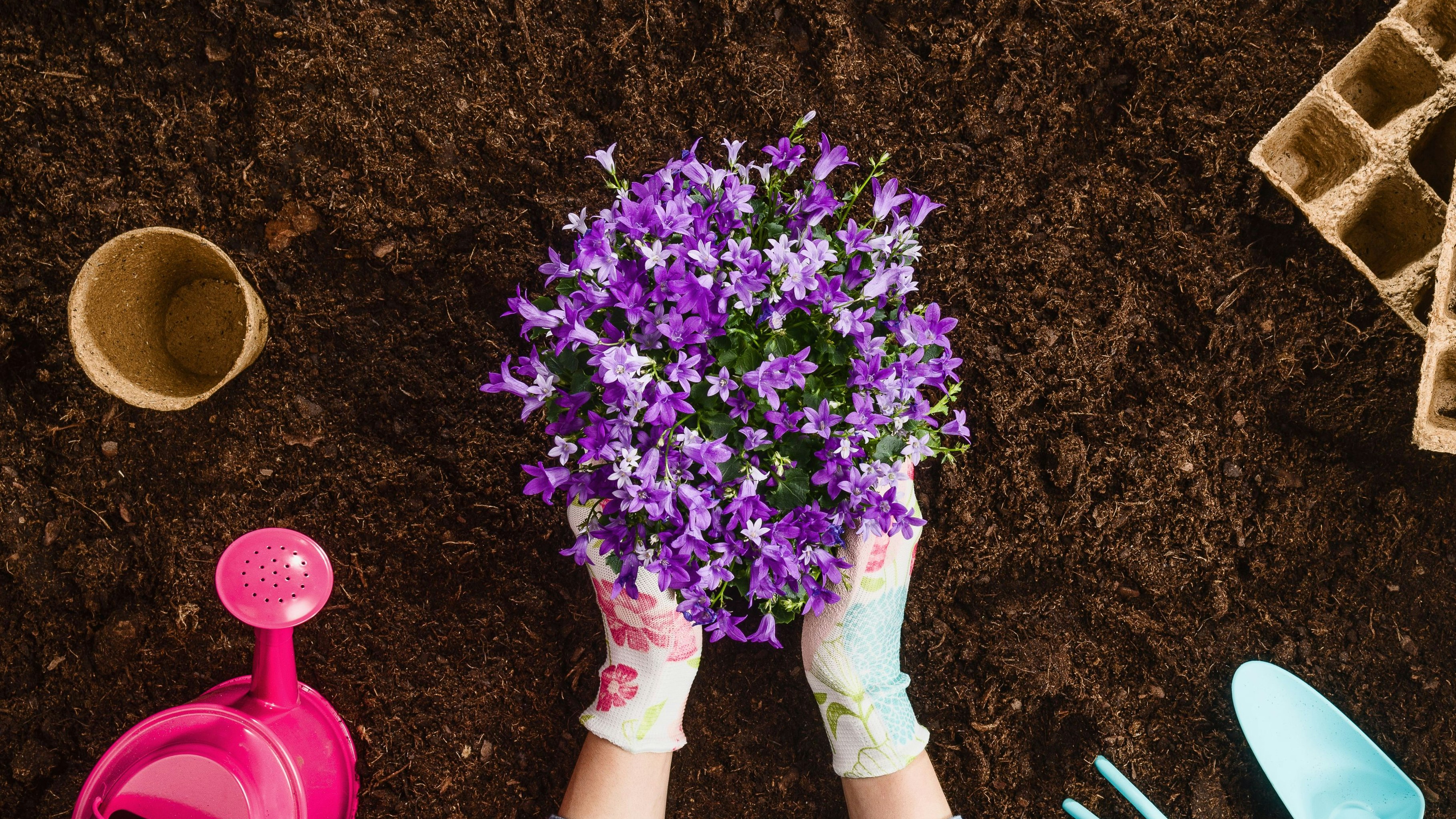 Heute.at - Mit dieser Backzutat kannst du deine Blumen düngen