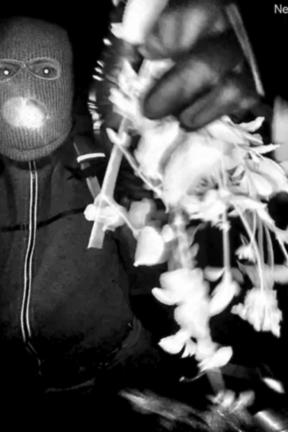 Mit ausgerissenen Pflanzen versucht der Vermummte zunächst, die Kamera abzudecken