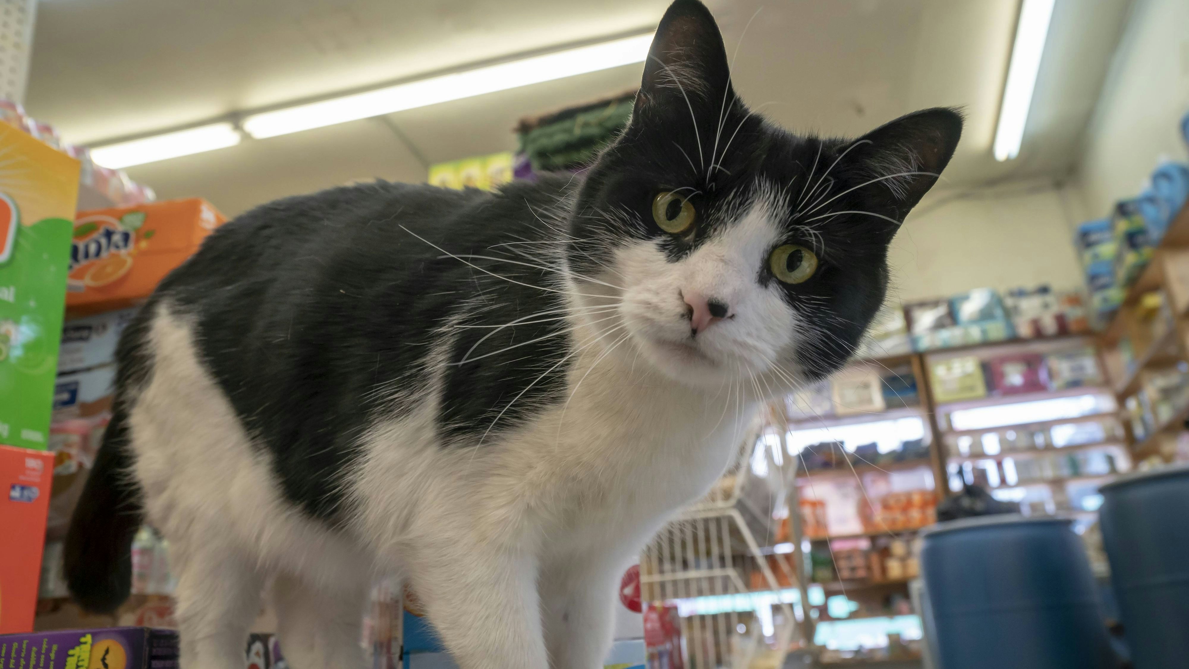 Activities along Westchester Avenue in the Bronx in New York A curious Bodega Cat in a grocery on Westchester Avenue in the Bronx in New York on Sunday, May 6, 2018. ( PUBLICATIONxNOTxINxUSAxUK RichardxB.xLevine  