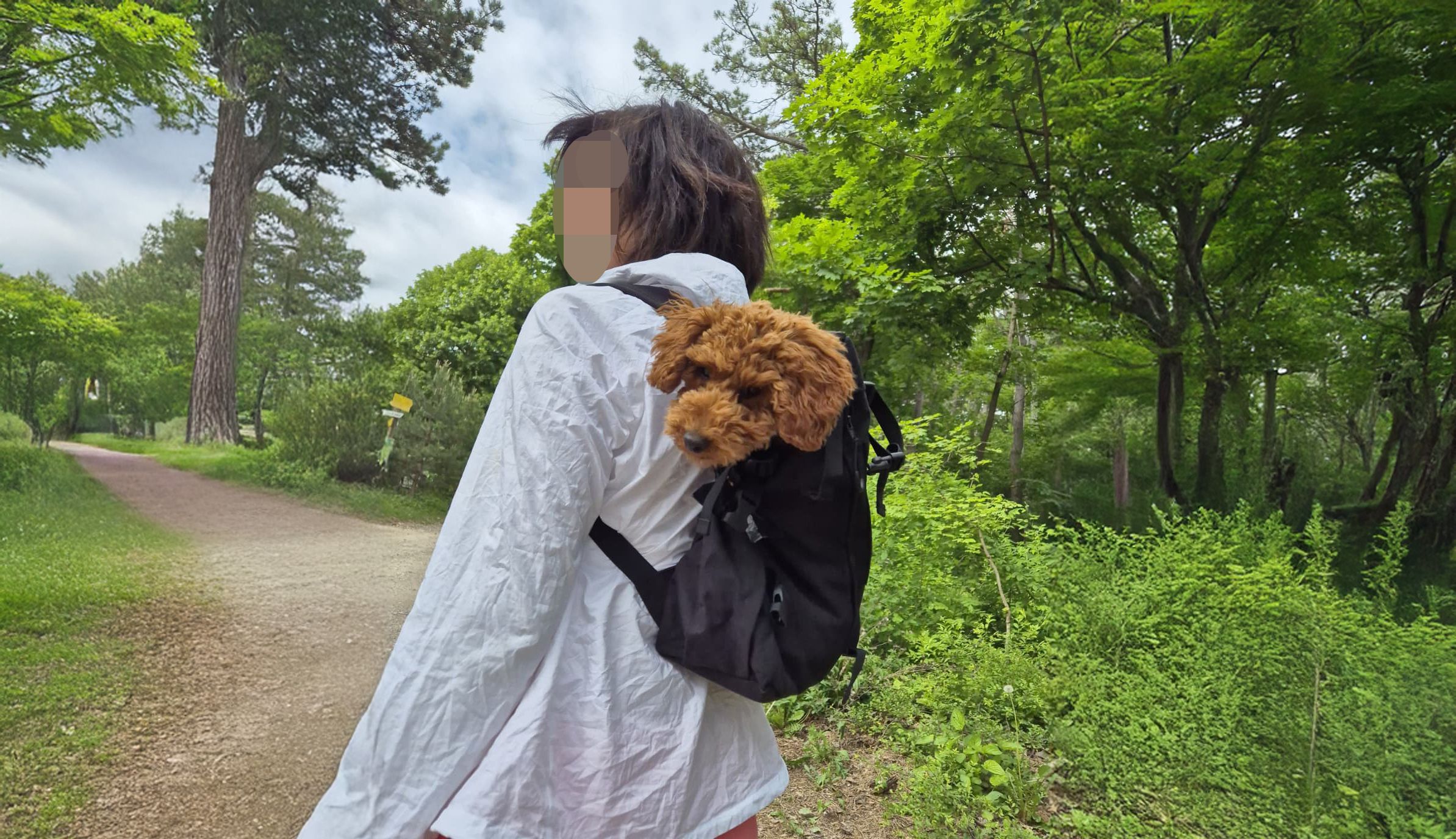 So war Mogli oft unterwegs – bei einem Spaziergang nahe der Burg Liechtenstein nahm das Drama seinen Lauf.