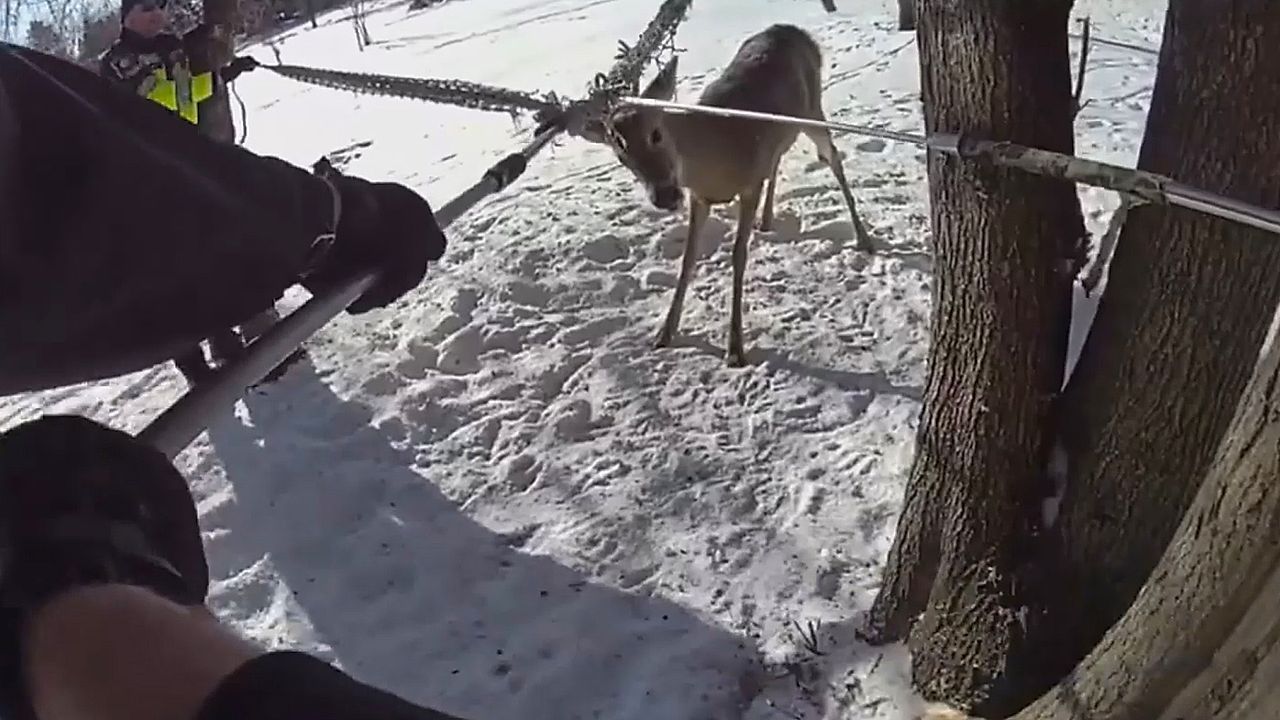 Wieso lässt man auch sein Zeug in freier Natur liegen, oder?