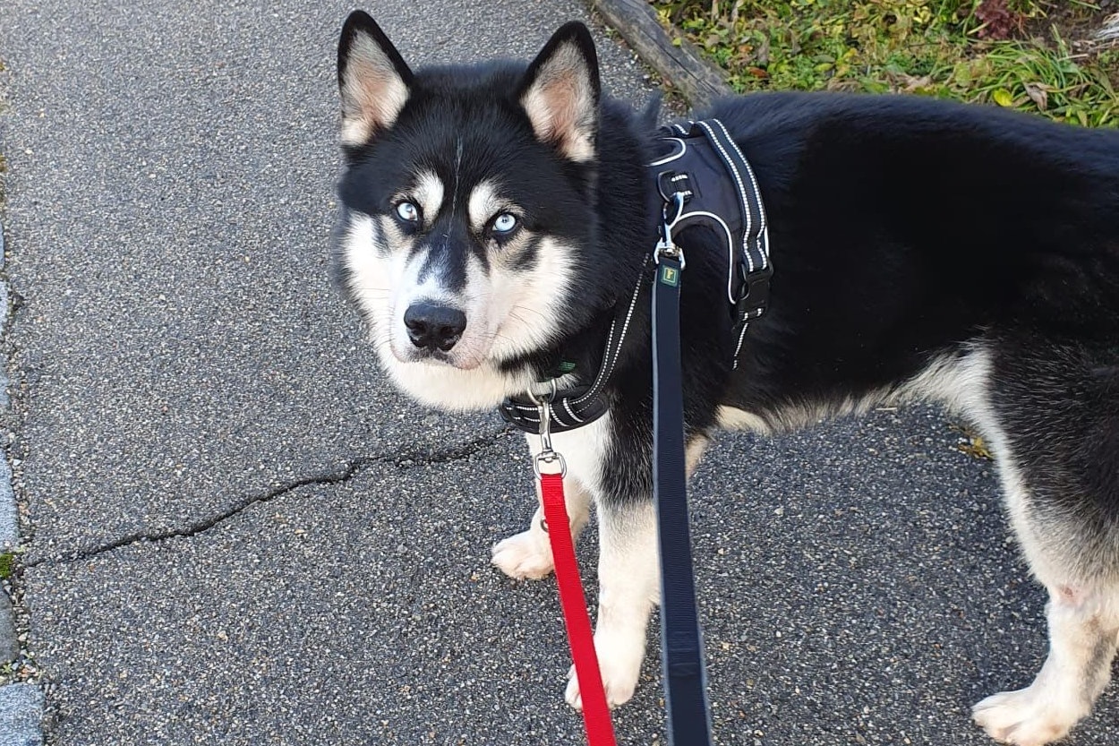 Der zweieinhalbjährige Rüde lernt jetzt erst, dass Menschen nicht nur böse sind