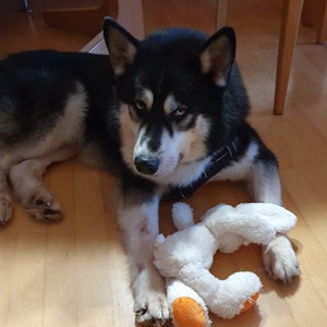 Schwer misshandelt, nun nahm sich Husky Buba einen Anwalt