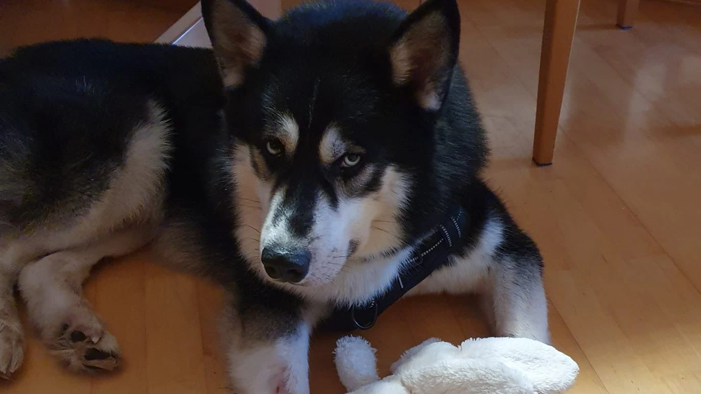 Husky-Rüde klagt seine Behandlungskosten ein